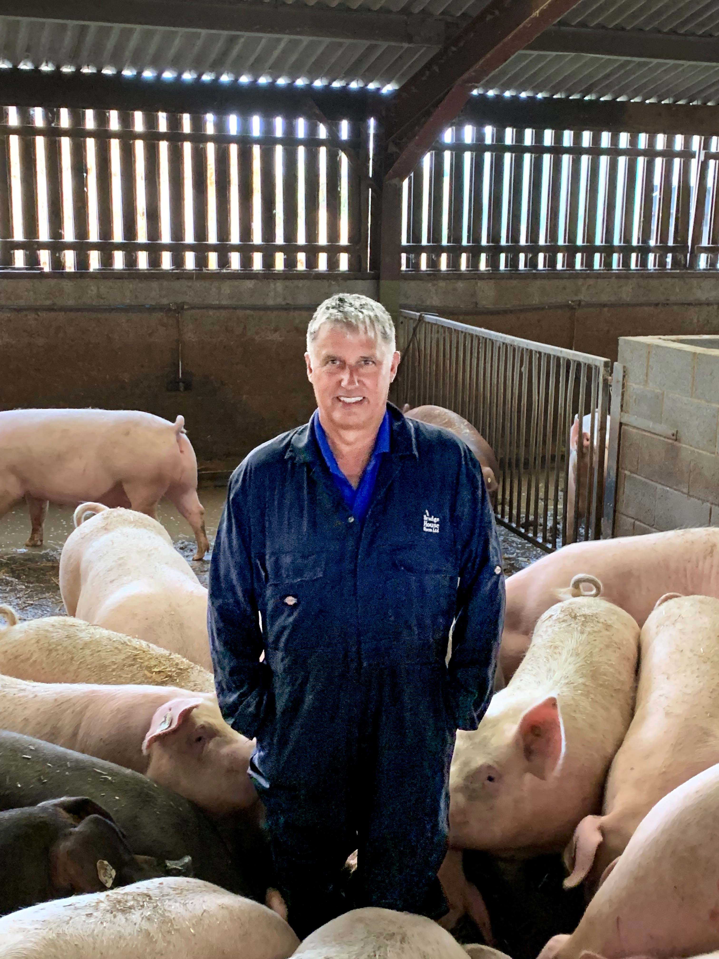 Farmer stood in pen with hands in pockets of dark blue overalls among pigs